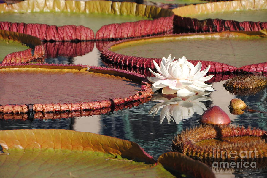 Victoria Longwood Garden Water Platters and White Lily Photograph by Jacqueline M Lewis