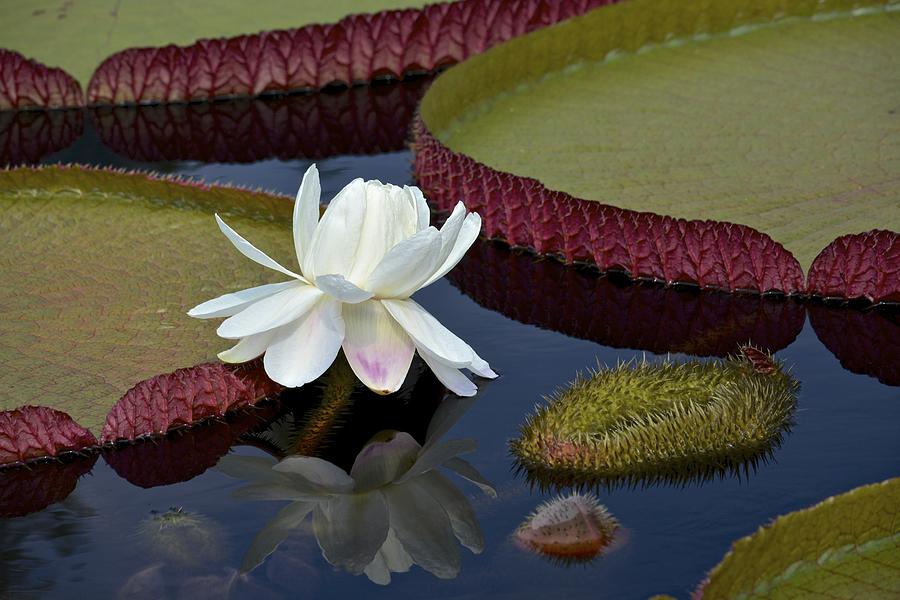 Victoria Platter Waterlily Photograph by Tana Reiff