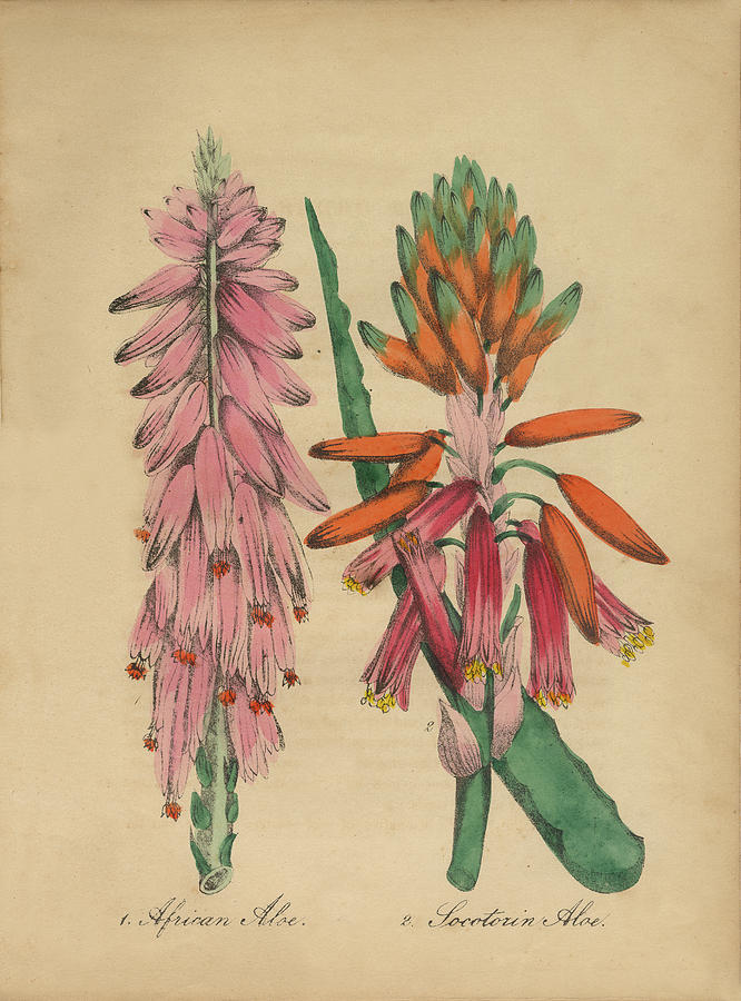 Victorian Botanical Illustration of Aloe and African Aloe Painting by ...