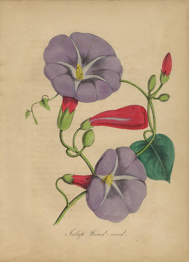 Victorian Botanical Illustration of Bindweed or Morning Glory Painting ...