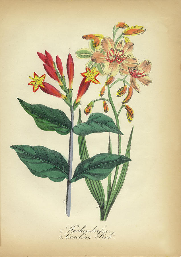 Victorian Botanical Illustration of Carolina Pink and Wachendorfia ...