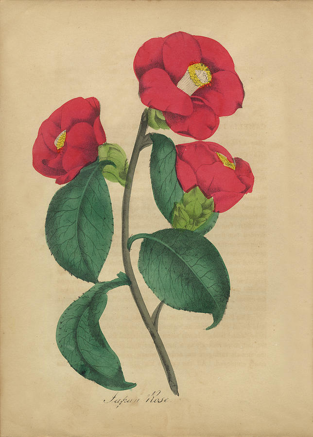 Nature Painting - Victorian Botanical Illustration of Japanese Rose by Peacock Graphics