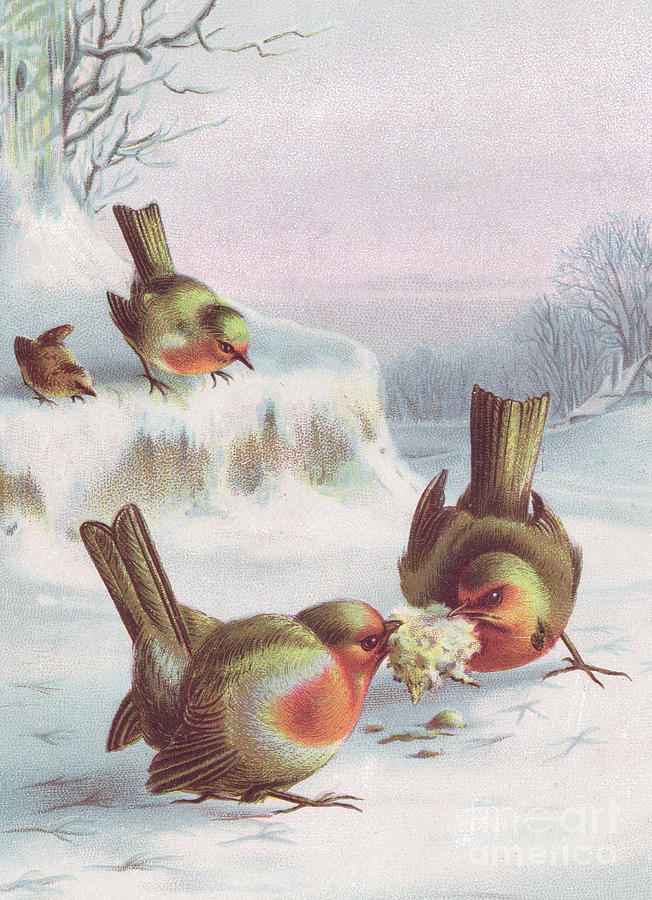 Victorian Christmas card of four robins in the snow, two having a tug of war over a scrap Painting by English School
