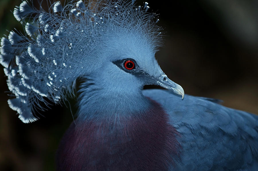 Victorian Crowned Pigeon Photograph by JT Lewis