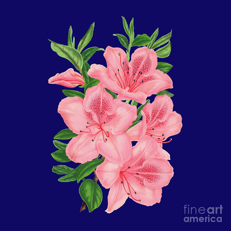 Victorian Pink Flowers On Navy Digital Art