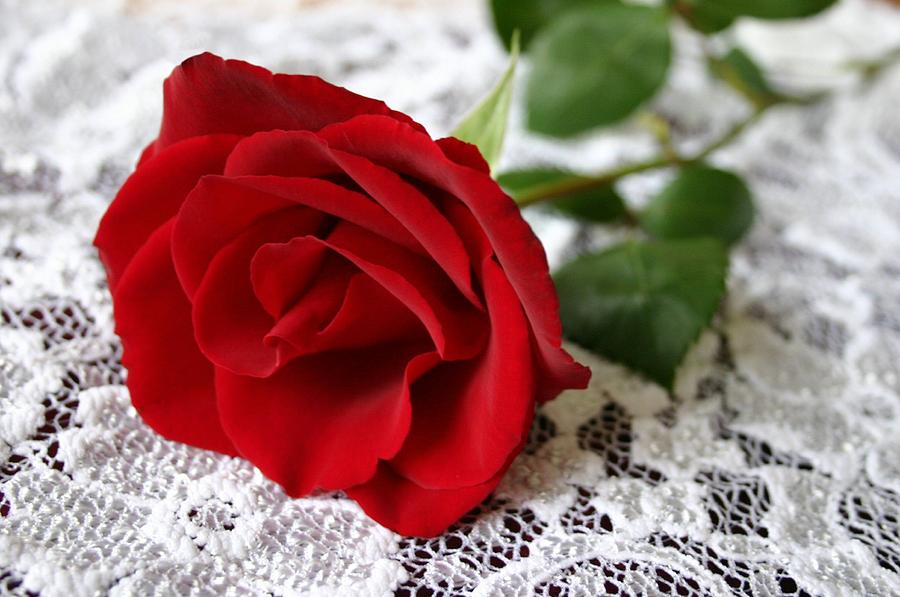 Victorian Rose Photograph by Kristin Elmquist