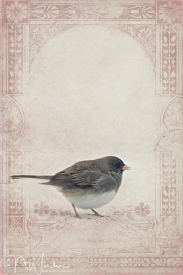 Victorian Winter Bird Photograph by Norma Warden