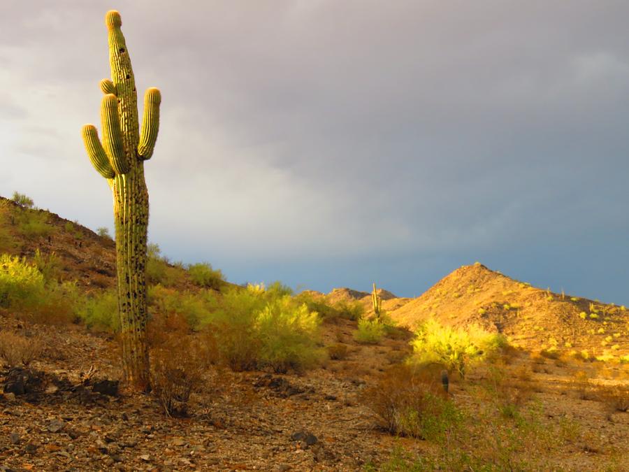 Victors Saguaro After the Storm Photograph by Judy Kennedy