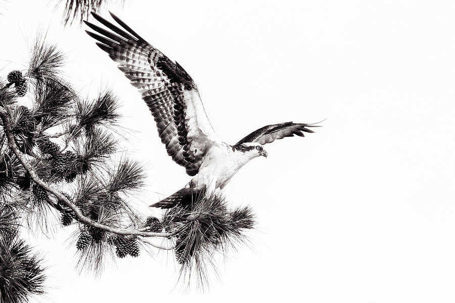 Osprey Photograph - Victory by Michael McStamp