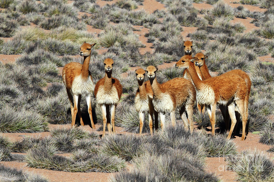 Vicuna Family Portrait Photograph by James Brunker