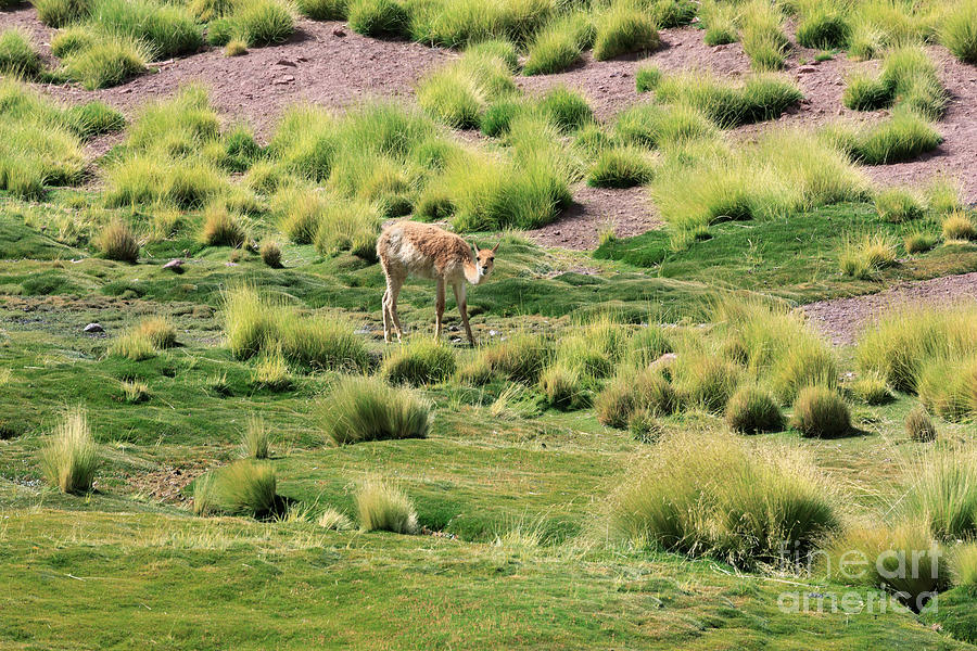 Vicuna grazing in a river valley in the Atacama Desert Chile Photograph by Louise Heusinkveld