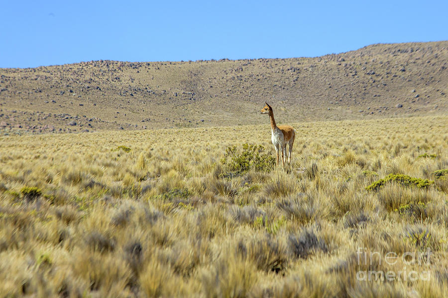 Vicuna in Peru Photograph by Patricia Hofmeester