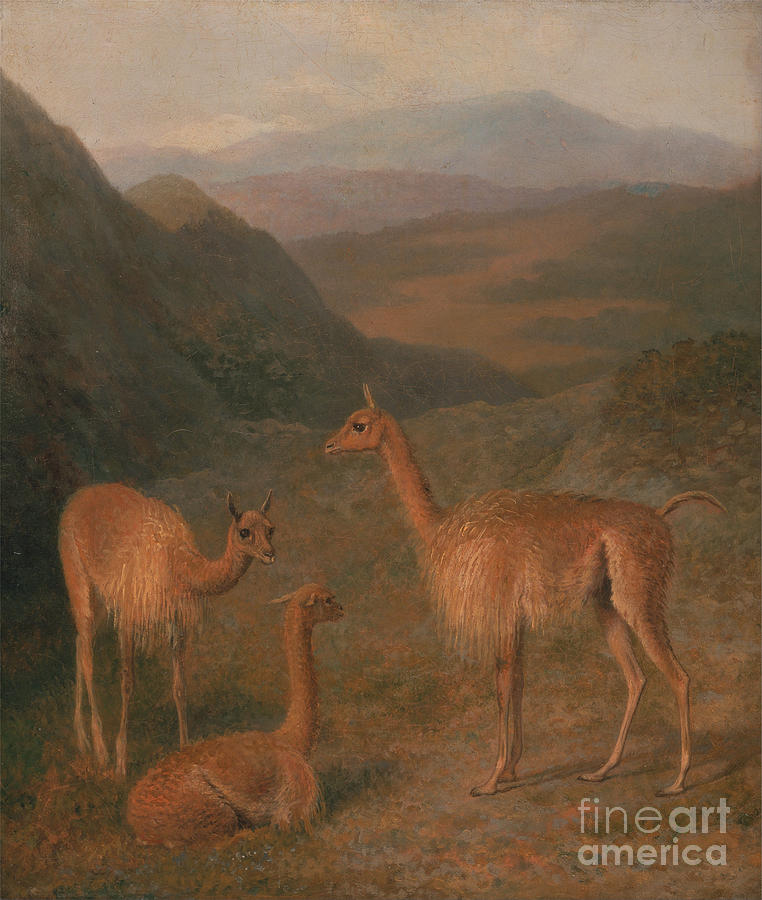 Jacques Laurent Agasse Painting - Vicunas by Celestial Images