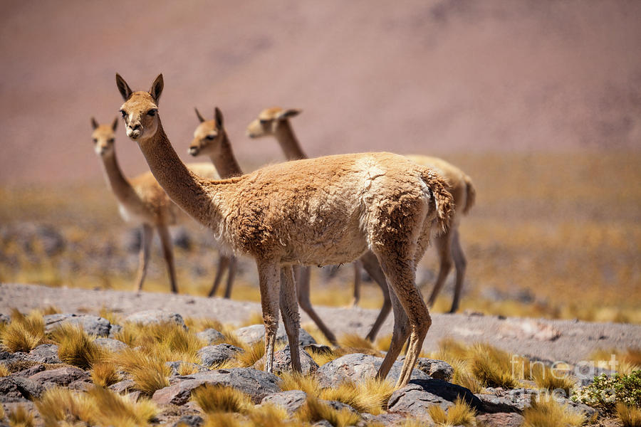 Vicunas Photograph by Olivier Steiner