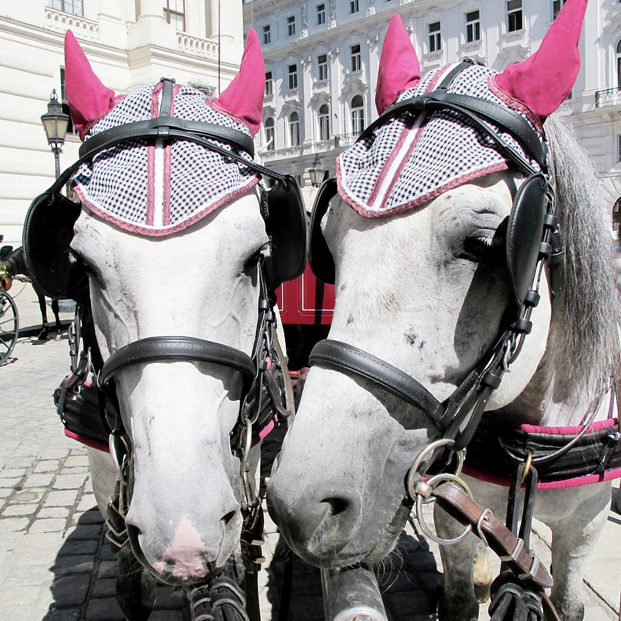 Horse Painting - Vienna Carriage Horses by Loretta Luglio
