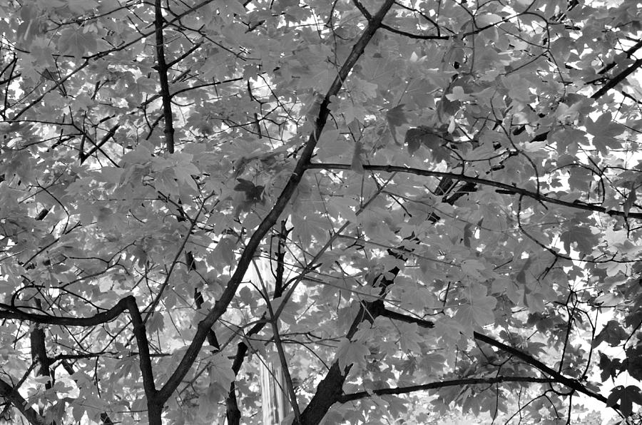 Vienna Maples black and white Photograph by Diamond Jade - Fine Art America