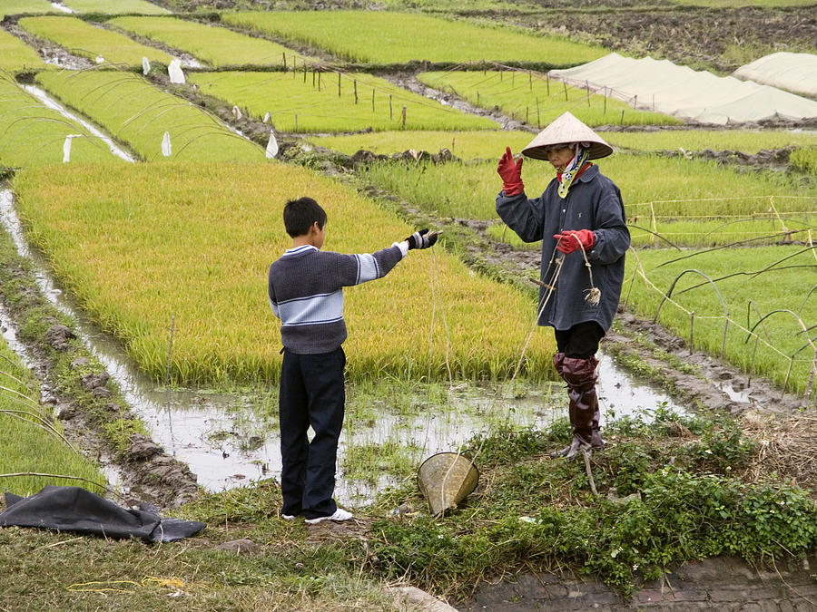 Vietnam Rice Paddie Workers Photograph by Sally Weigand