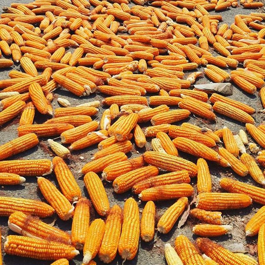 Corn Photograph - Vietnam Roadside Sun Drying Corn by Paul Dal Sasso Corn Photograph - Vietnam Roadside Sun Drying Corn by Paul Dal Sasso