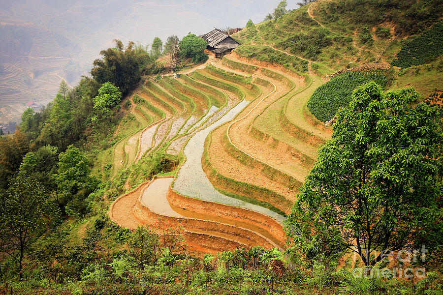 Nature Photograph - Vietnam Sapa Ricefield Terraces by Denis Dore