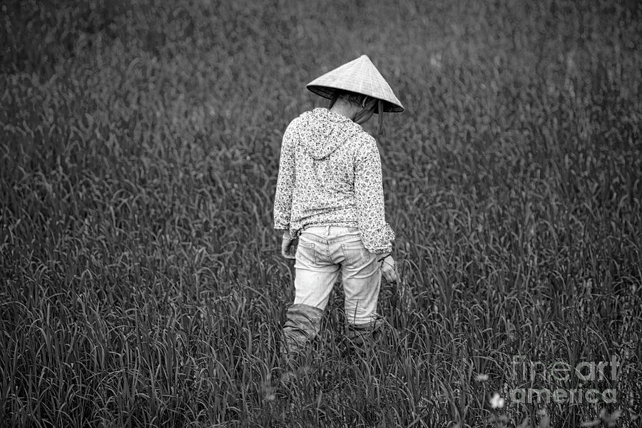 Vietnamese Girl Rich Harvest BW Photograph by Chuck Kuhn