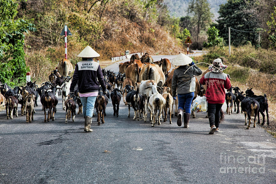 Vietnamese Goat Herd    Photograph by Chuck Kuhn