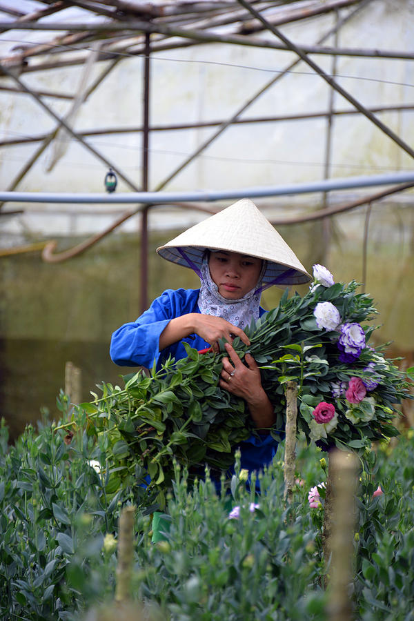 Vietnamese Greenhouse #2 Photograph by Ed Haas - Fine Art America