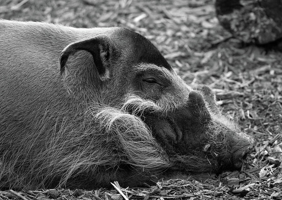 Vietnamese Hog Photograph by Ed James