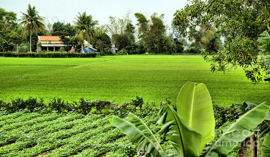 Vietnamese Home Rice Fields  Photograph by Chuck Kuhn