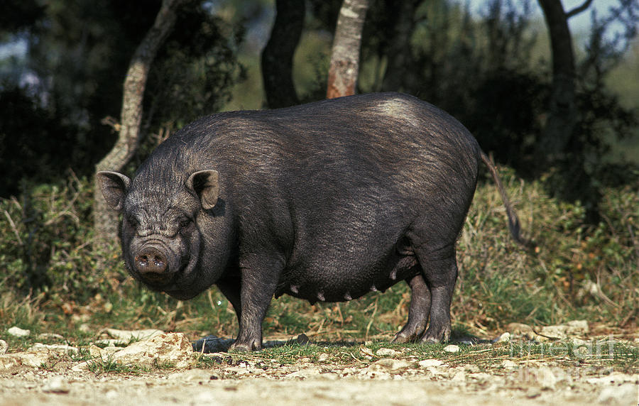 Vietnamese Pot-bellied Pig Photograph by Gerard Lacz