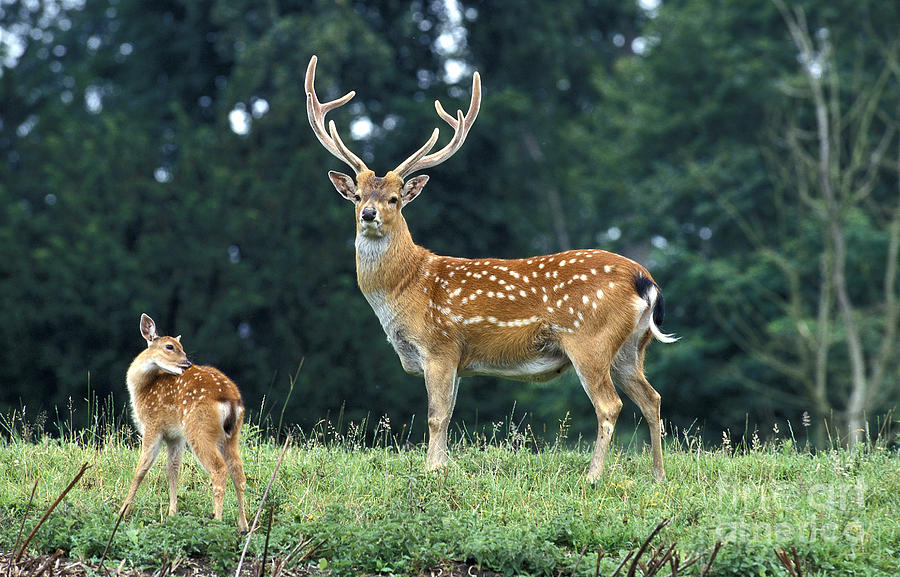 Vietnamese Sika Deer Photograph by Gerard Lacz