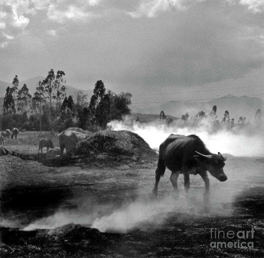 Vietnamese Water Buffalo  Photograph by Silva Wischeropp