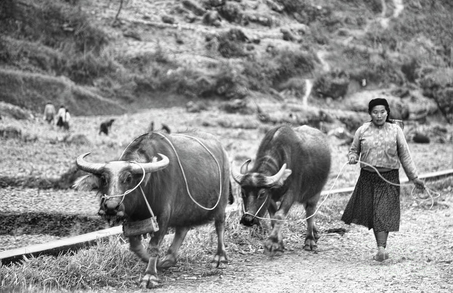 Vietnamese Water Buffalo BW Photograph by Chuck Kuhn