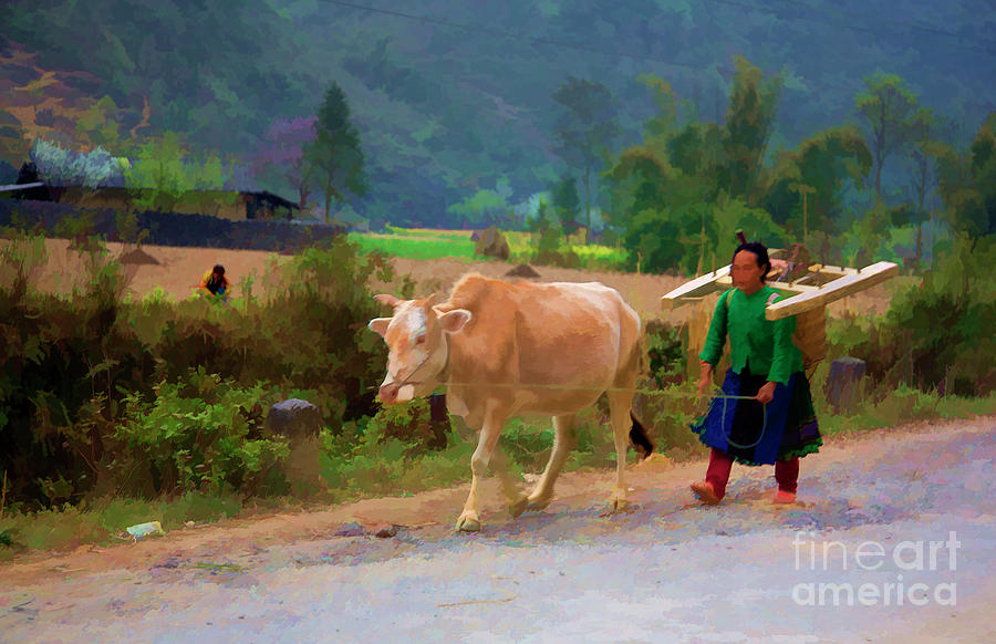 Vietnamese woman color cow Photograph by Chuck Kuhn