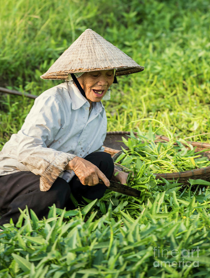 Vietnamese Woman in Rice Paddy Photograph by Juli Scalzi