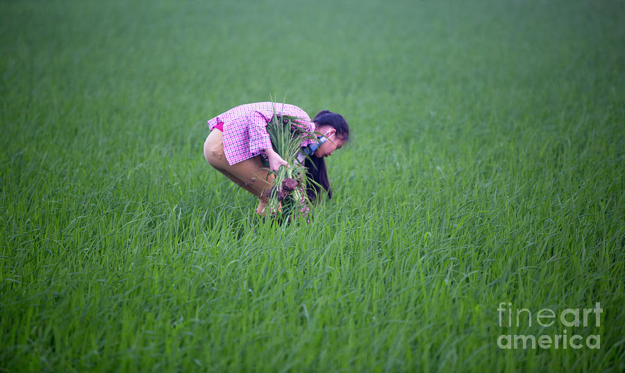 Vietnamese Woman Rice Harvest Color Photograph by Chuck Kuhn
