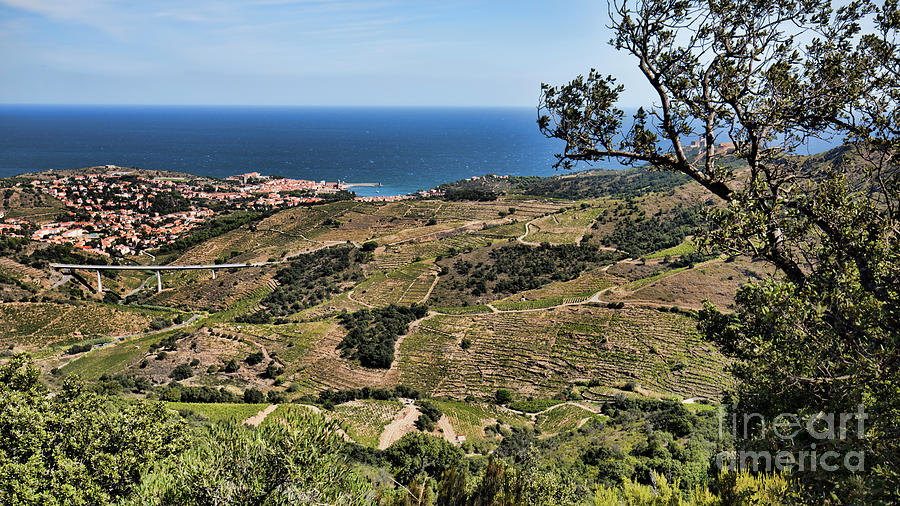 View Collioure from Banyulas Vineyards  Photograph by Chuck Kuhn