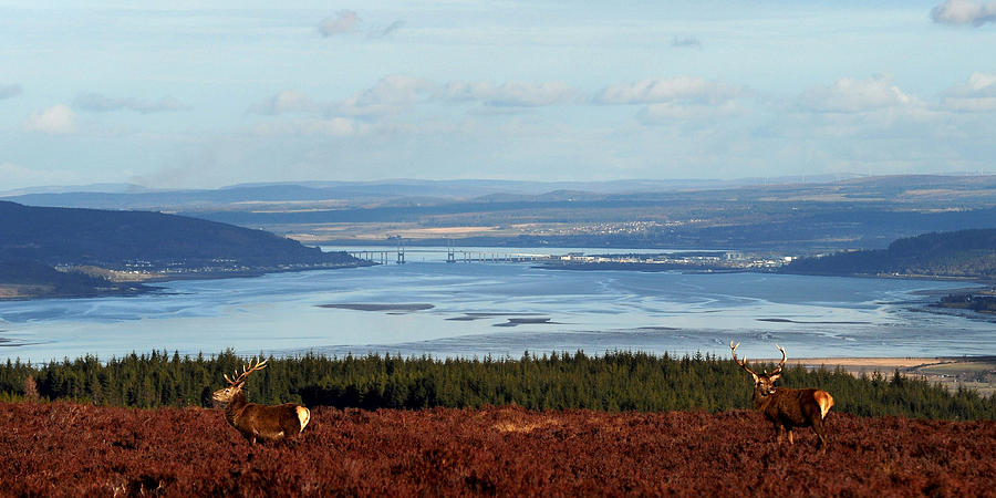 View down the Beauly Firth to Inverness Photograph by Gavin Macrae