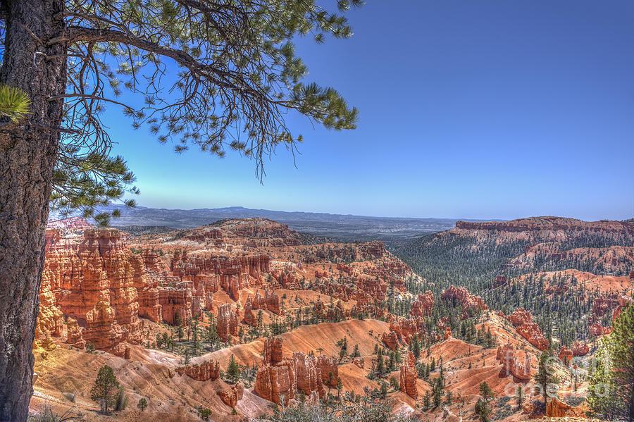 View framed with tree Bryce National Park Photograph by Dan Friend