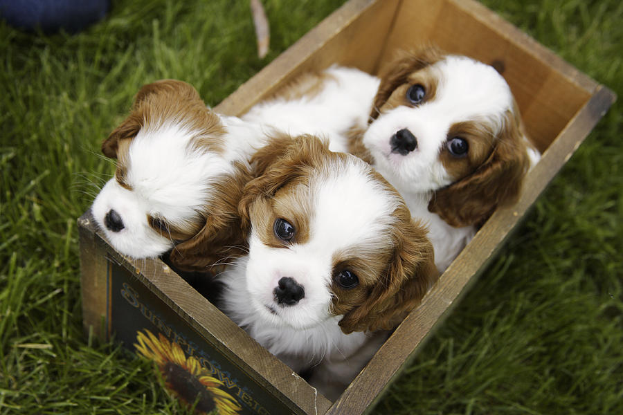 Animal Photograph - View From Above Of Three Puppies by Gillham Studios
