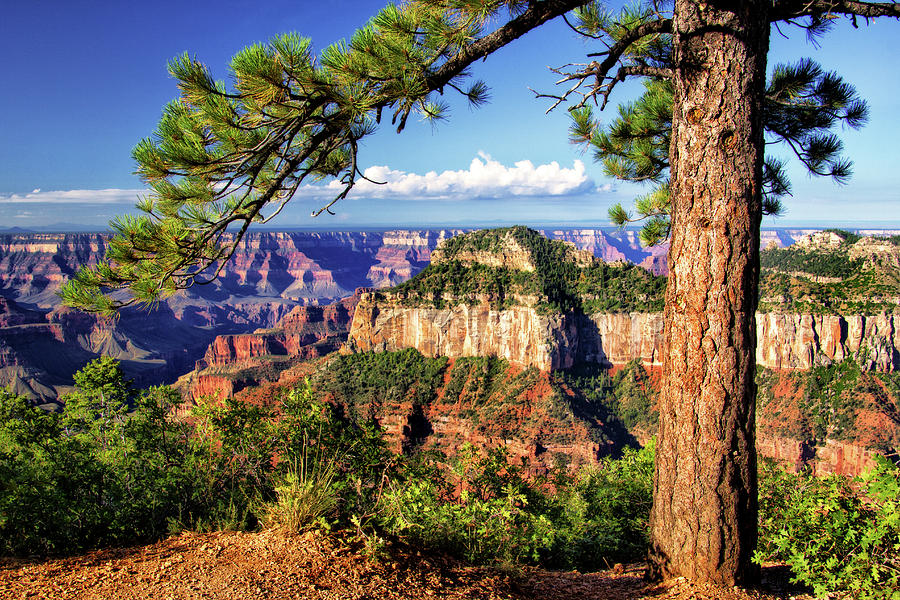 View from North Rim Trail Photograph by Carolyn Derstine