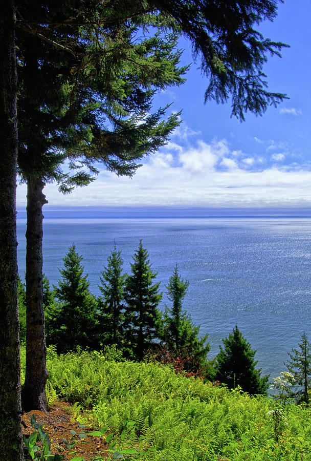 View from the Fundy Trail Photograph by Carolyn Derstine