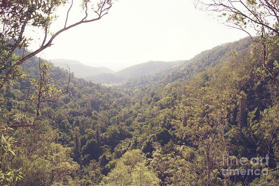 View from the Rainforest Photograph by Cassandra Buckley