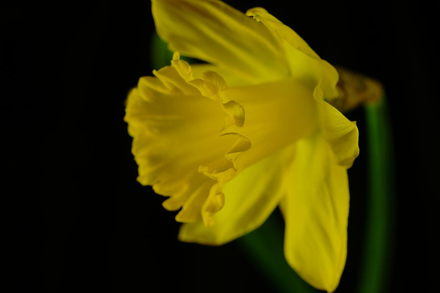 View of a daffodil Photograph by Jeff Swan