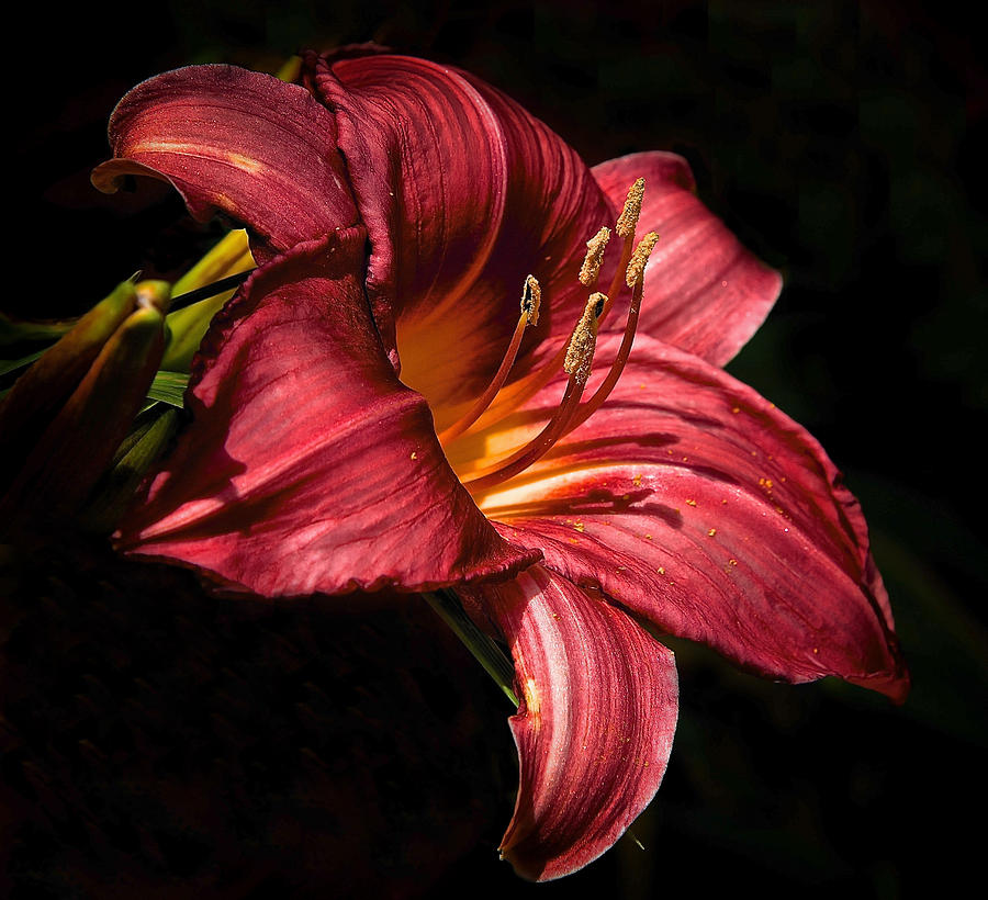 View of a Lily Photograph by Mary Catherine Miguez