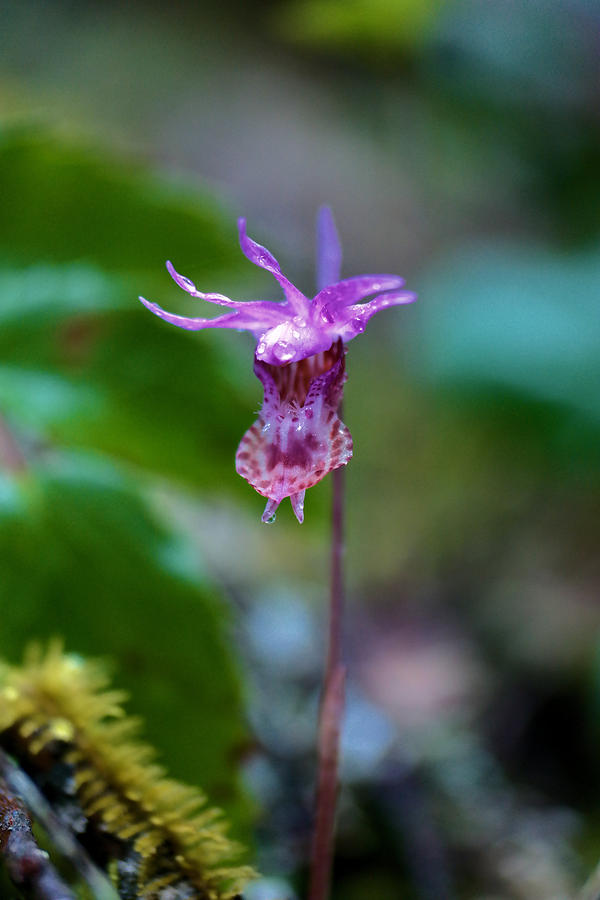 View of a mountain orchid Photograph by Jeff Swan