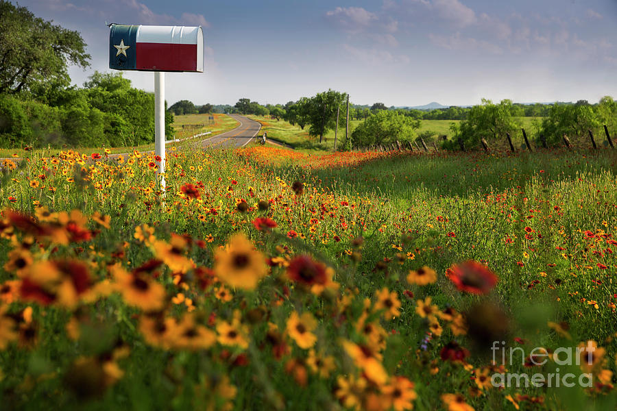 Landscape Photograph - View of a Rustic Texas flag mailbox on colorful wildflower backg by Dan Herron