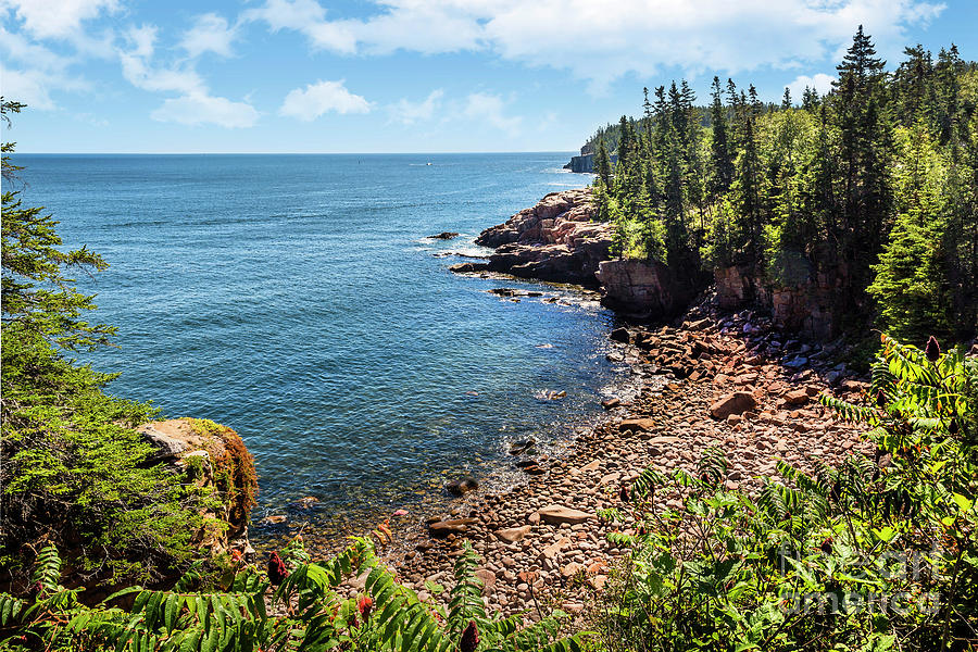 View of Acadia Shore Photograph by Karen Jorstad
