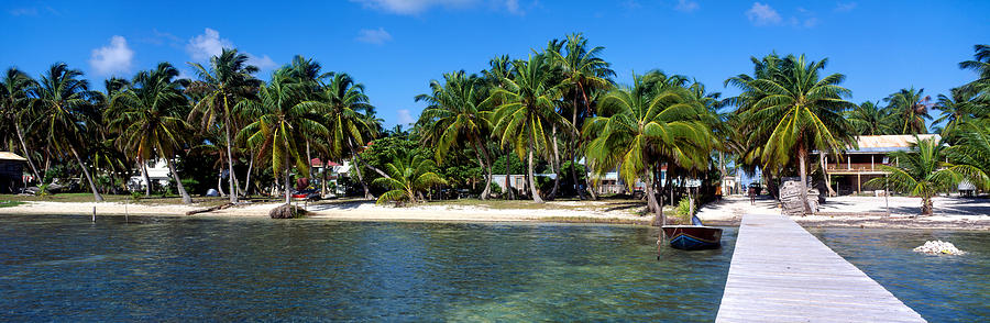 Tree Photograph - View Of Beachfront From Pier, Caye by Panoramic Images
