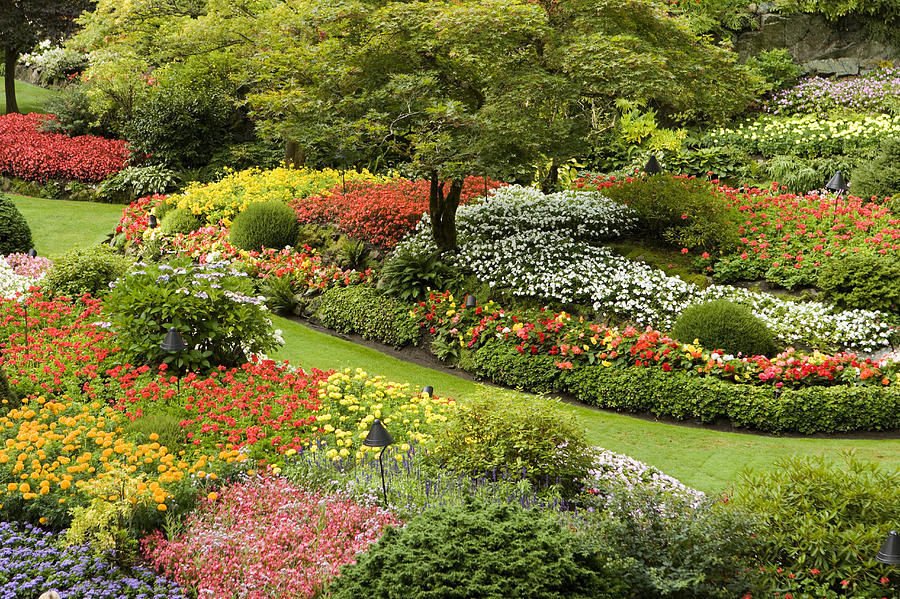 View Of Butchart Gardens In Bloom Photograph by Tim Laman