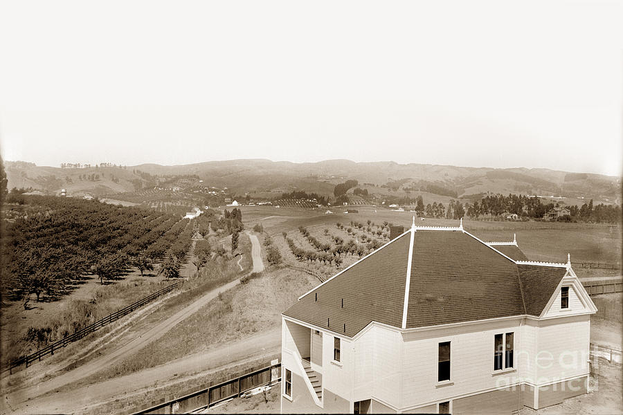 Orchards Photograph - View of foothill orchards. This view of orchards in the foothill by Monterey County Historical Society